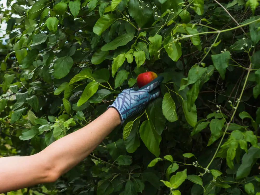Low-hanging Fruit SEO – Effort Minimal, Hasil Maksimal!