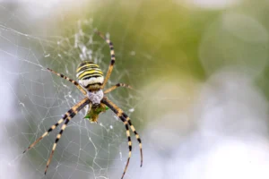 Web Crawler – si Pemindai Konten di Websitemu!
